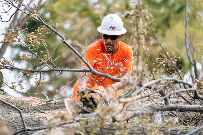Commercial Tree Removal Services Marietta GA