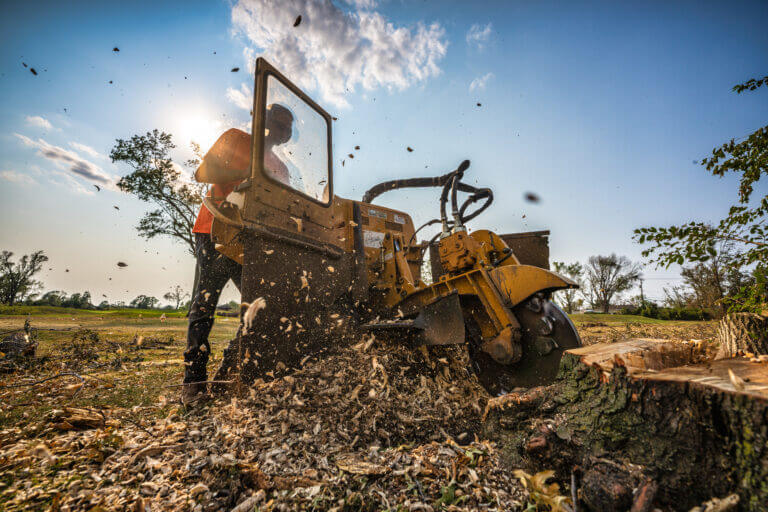 Tree Service Marietta GA