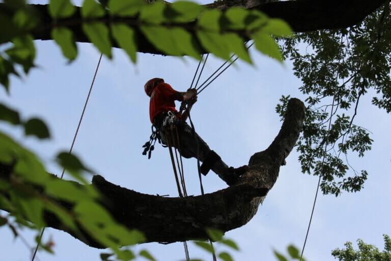 Tree Trimming Atlanta GA