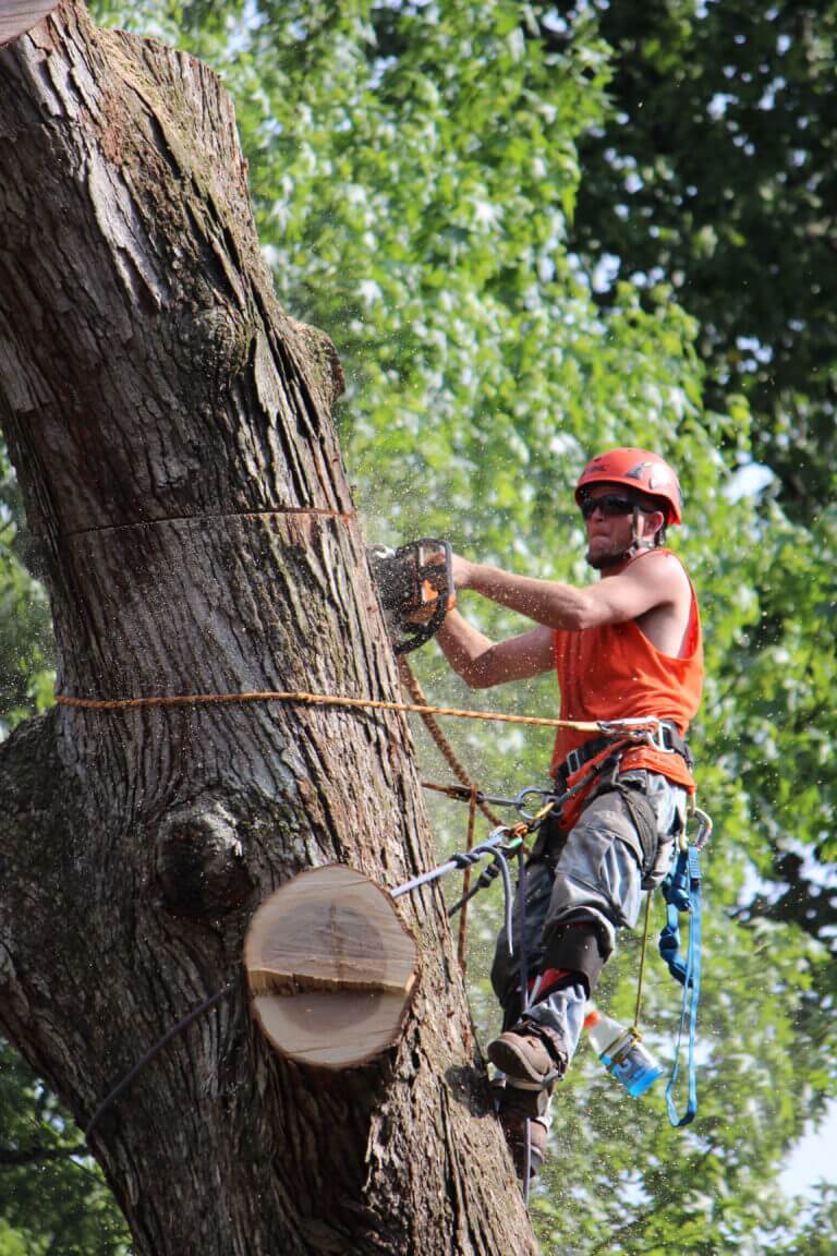 Tree Trimming Services Marietta GA