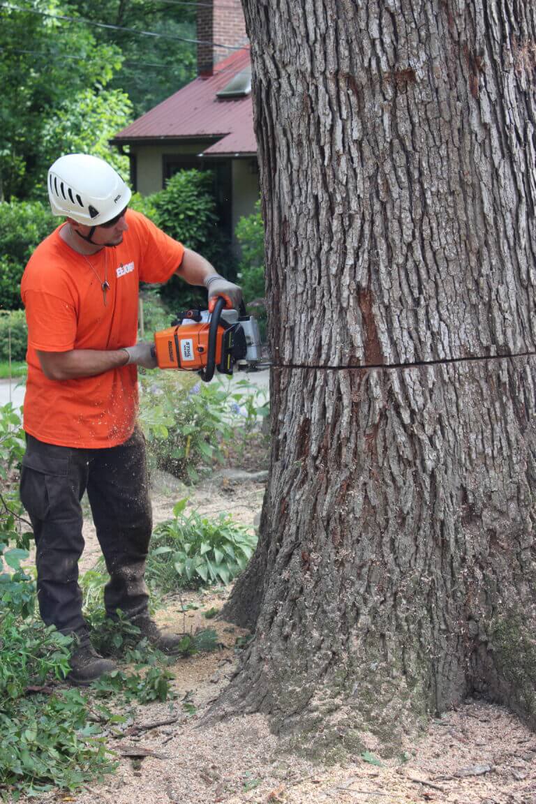 Tree Trimming Smyrna GA