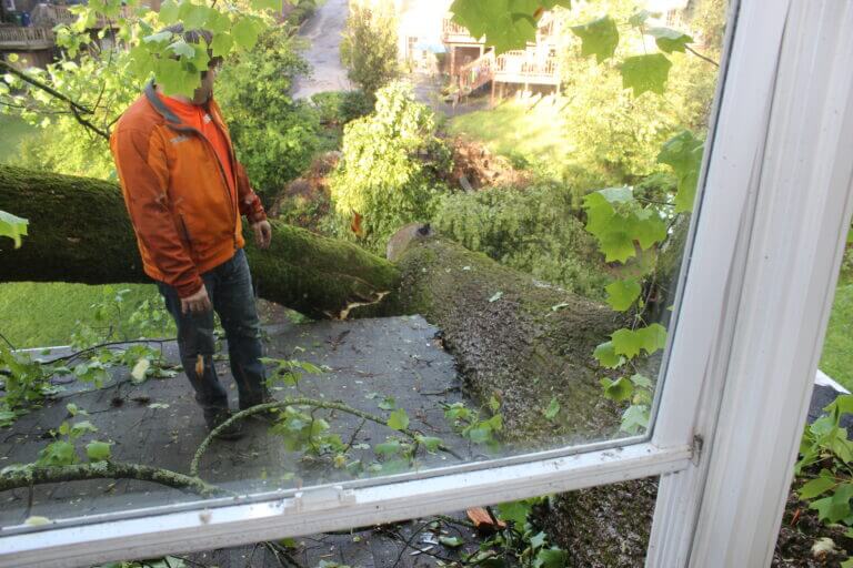 Tree Risk Assessment Services Marietta GA