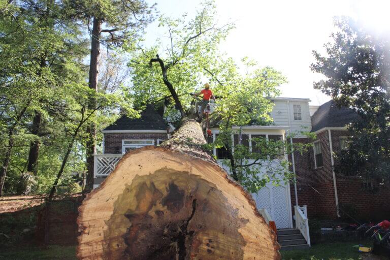 Emergency Tree Removal Services Atlanta GA