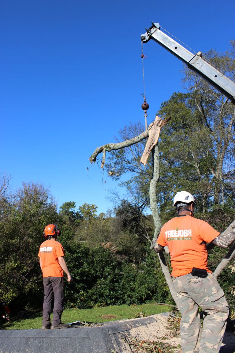Emergency Tree Removal Marietta GA