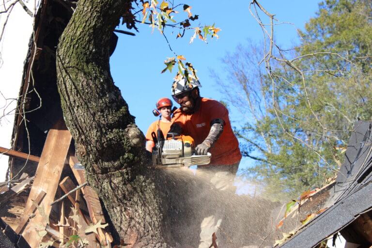 Emergency Tree Service Atlanta GA