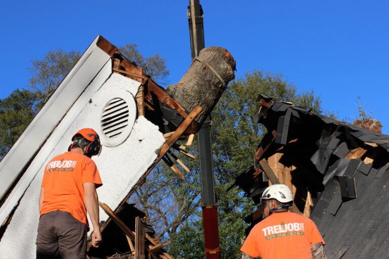 Tree Insurance Claims