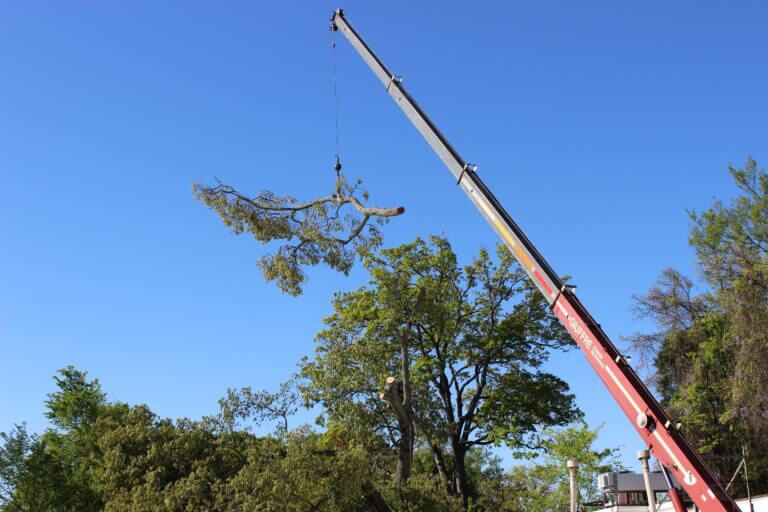 Commercial Tree Care Marietta GA