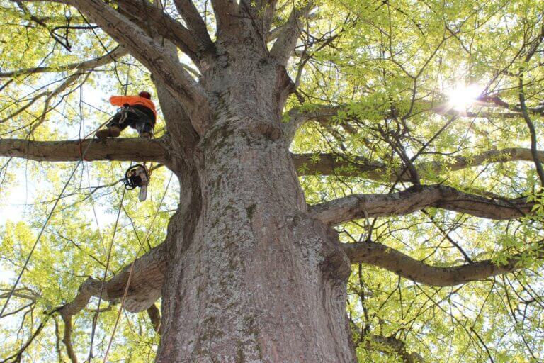 Tree Trimming Marietta GA