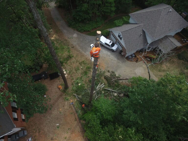 Tree Assessment Smyrna GA
