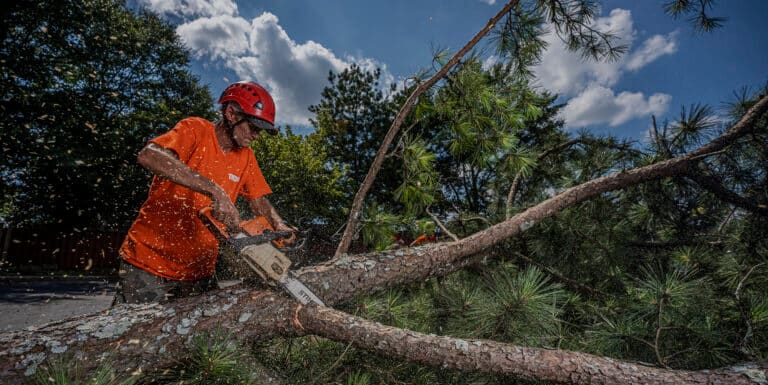 Tree Removal Atlanta GA