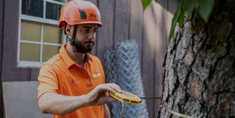 Tree Risk Assessment Atlanta GA